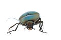 Click beetle