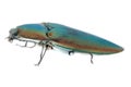 Click beetle Royalty Free Stock Photo