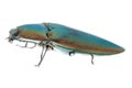 Click beetle