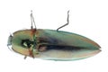 Click beetle