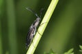 Click beetle, ctenicera pectinicornis Royalty Free Stock Photo