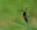 Click beetle. Ctenicera pectinicornis Royalty Free Stock Photo