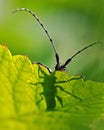 Click beetle, Ctenicera pectinicornis Royalty Free Stock Photo