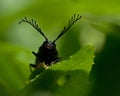 Click beetle, Ctenicera pectinicornis Royalty Free Stock Photo