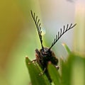 Click beetle, Ctenicera pectinicornis Royalty Free Stock Photo