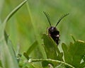 Click beetle, Ctenicera pectinicornis Royalty Free Stock Photo