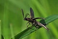 Click beetle, Ctenicera pectinicornis Royalty Free Stock Photo