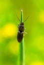 A Click Beetle (Elateridae ) Royalty Free Stock Photo