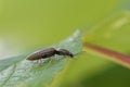 Click Beetle Royalty Free Stock Photo