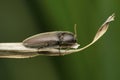 Click beetle of Gambrinus species, Satara, Maharashtra Royalty Free Stock Photo