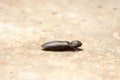 A click beetle playing dead by tucking in its legs and antennae Royalty Free Stock Photo