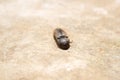 A click beetle playing dead by tucking in its legs and antennae Royalty Free Stock Photo