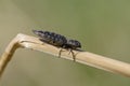 Click beetle sits on dry leaf of grass Royalty Free Stock Photo