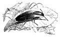 Click Beetle, vintage illustration