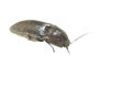 Click beetles are a large genus of click beetles. Royalty Free Stock Photo