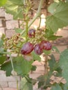 A click of vine of grapes