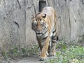 A click at zoo a awesome photo of bengal tiger in cage