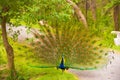 PEACOCK DANCING IN THE FOREST Royalty Free Stock Photo