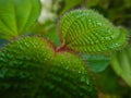 Clidemia hirta, soapbush or koster's curse plant leaves macro photo