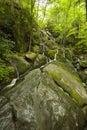 Cliff Branch Falls, Great Smoky Mtns NP Royalty Free Stock Photo