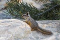 Cliff Chipmunk Royalty Free Stock Photo