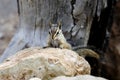 Cliff chipmunk, az Royalty Free Stock Photo