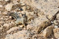 Cliff chipmunk, az Royalty Free Stock Photo