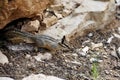 Cliff chipmunk, az Royalty Free Stock Photo