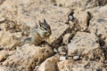 Cliff chipmunk, az Royalty Free Stock Photo