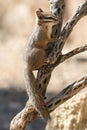 Cliff Chipmunk on Branch Royalty Free Stock Photo