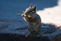 A Cliff Chipmunk Chewing on Grass