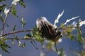 Cliff Chipmunk, Tamias dorsalis Royalty Free Stock Photo