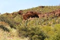 Tonto National Monument Cliff Dwellings, National Park Service, U.S. Department of the Interior Royalty Free Stock Photo