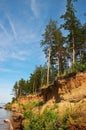 Cliff and firs Royalty Free Stock Photo