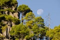 Cliff, forest and moon.