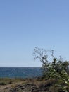 Cliff in front of the ocean with a big bush Royalty Free Stock Photo