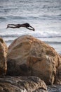 Cliff jumper at Galle fort, brave and dangerous jump perform by the local boy. Acrobatic jump off