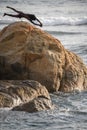 Cliff jumper at Galle fort, brave and dangerous jump perform by the local boy. Acrobatic jump off Royalty Free Stock Photo