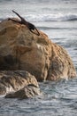 Cliff jumper at Galle fort, brave and dangerous jump perform by the local boy. Acrobatic jump off