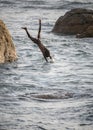 Cliff jumper at Galle fort, brave and dangerous jump perform by the local boy. Acrobatic jump off Royalty Free Stock Photo