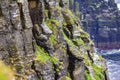 Cliff of limestone rock with moss and common gulls in the coastal walk route