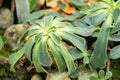 Cliff maids or Lewisia Cotyledon plant in Saint Gallen in Switzerland