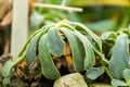 Cliff maids or Lewisia Cotyledon plant in Saint Gallen in Switzerland