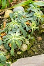 Cliff maids or Lewisia Cotyledon plant in Saint Gallen in Switzerland