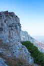 Cliff and mountain dwarf pine, Puchberg am Schneeberg, Austria