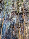 Cliff in the quarry at Bromberg