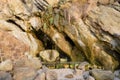 Cliff side view showing natural plant growth at Woods Cove Beach, Laguna Beach, California.