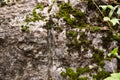 Cliff surface, closeup. Stones covered with green moss and plants. Rock formation. Beautiful background