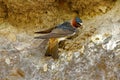 Cliff Swallow Nesting