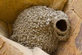 Cliff swallow nest